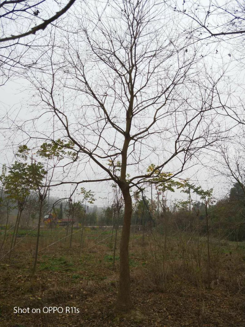 乌桕基地1一20公分批发，现货长期有效。