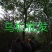乌桕基地1一20公分批发，现货长期有效。