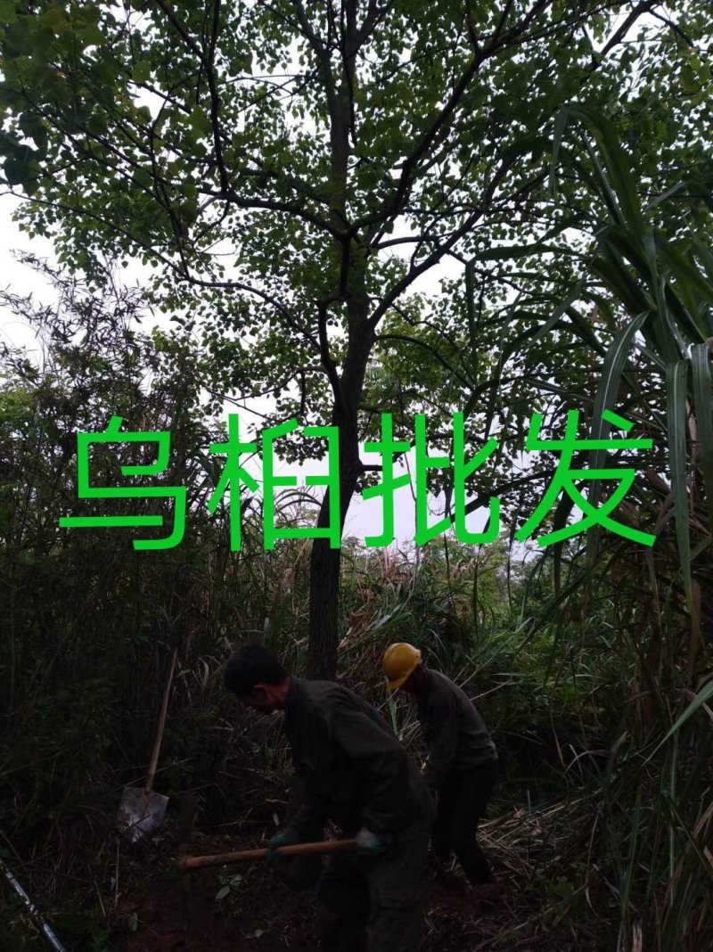 乌桕基地1一20公分批发，现货长期有效。