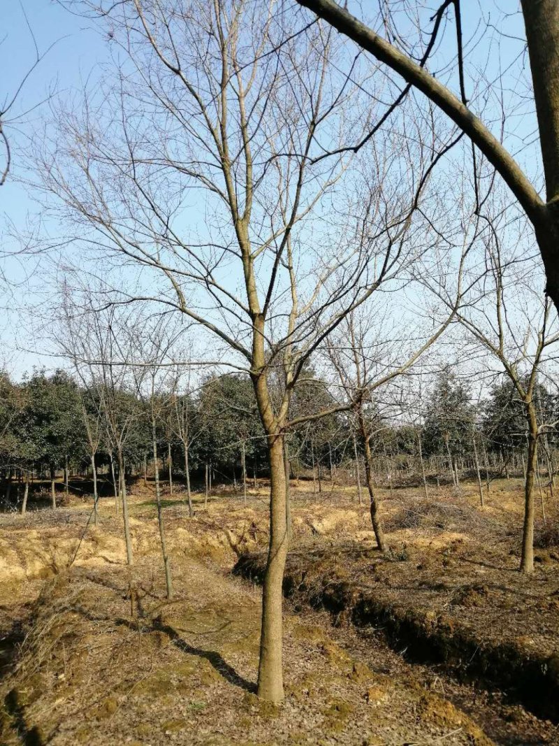 乌桕基地1一20公分批发，现货长期有效。