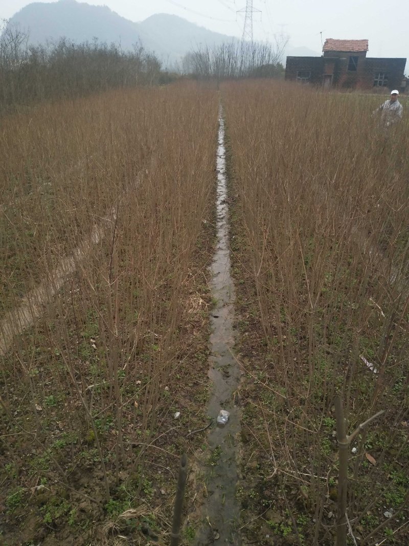乌桕基地1一20公分批发，现货长期有效。