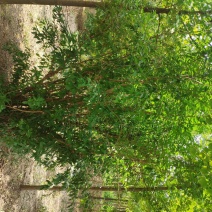 山西运城丛生石榴树，石榴树，果石榴，花石榴，规格齐全，