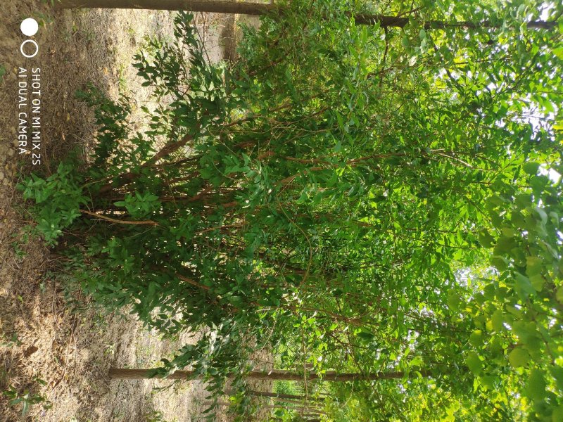 山西运城丛生石榴树，石榴树，果石榴，花石榴，规格齐全，