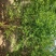 山西运城丛生石榴树，石榴树，果石榴，花石榴，规格齐全，