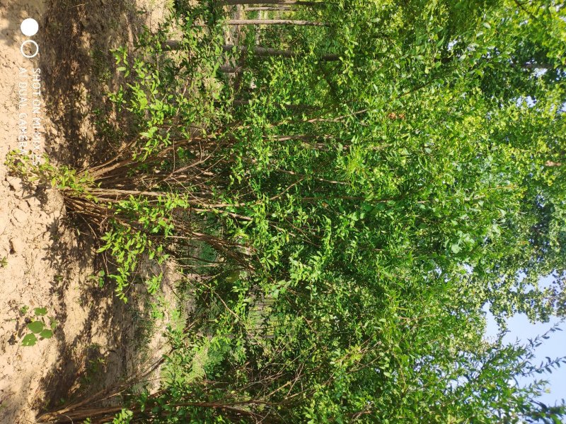 山西运城丛生石榴树，石榴树，果石榴，花石榴，规格齐全，