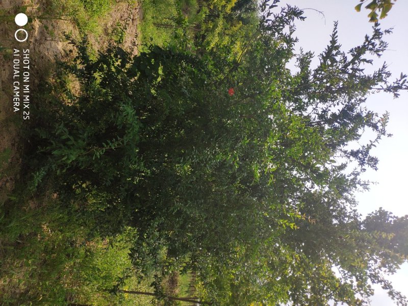 山西运城丛生石榴树，石榴树，果石榴，花石榴，规格齐全，