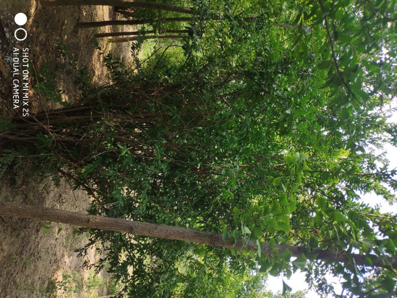 山西运城丛生石榴树，石榴树，果石榴，花石榴，规格齐全，