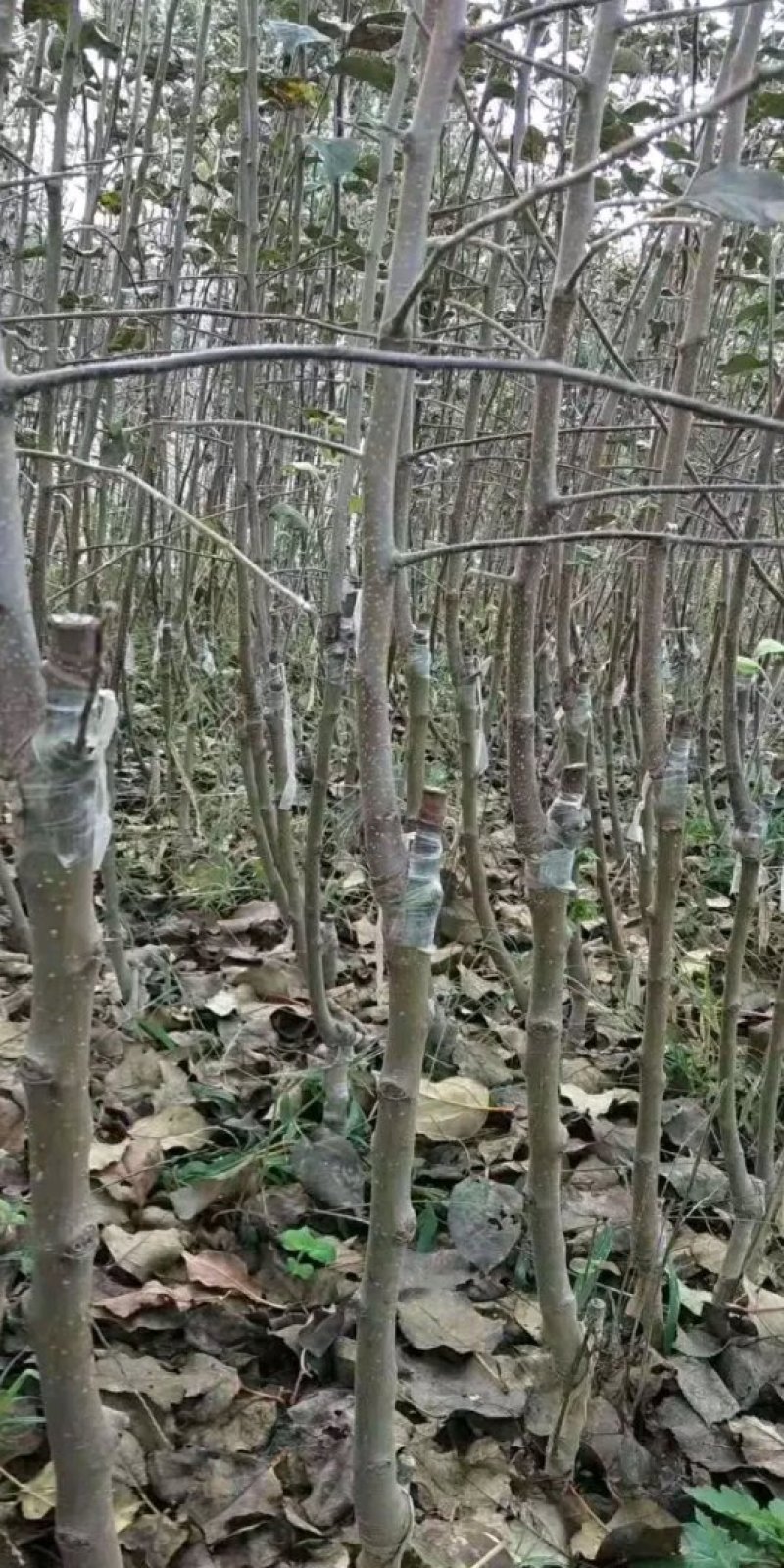 【苹果苗】露利苹果苗苹果早熟新品种露利苹果苗7月中旬成熟