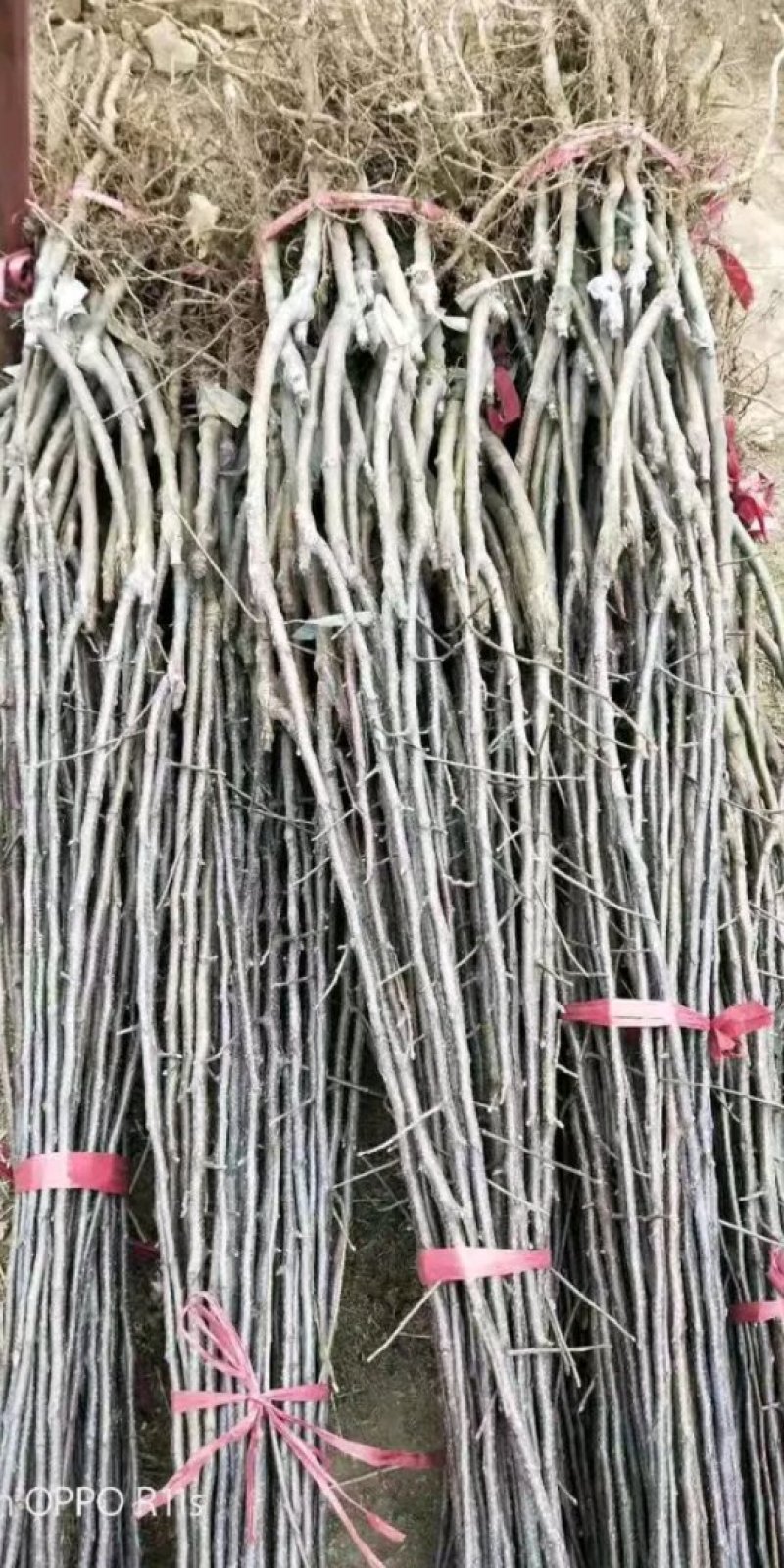 【苹果苗】露利苹果苗苹果早熟新品种露利苹果苗7月中旬成熟
