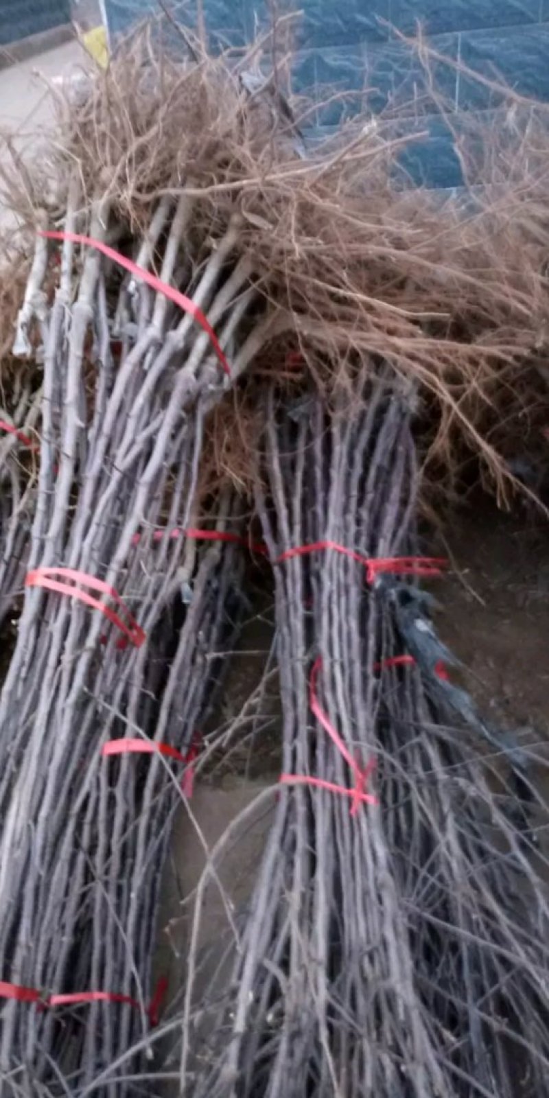新烟富111苹果苗,烟富系列苹果苗，苹果苗新品种，苹果苗
