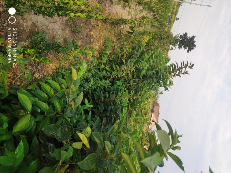 山西运城柿子苗，甜柿子苗，柿子树苗，量少优购，量大优惠