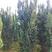 曼地亚红豆杉，南国红豆杉，乔木红豆杉，杯苗，定值苗规格齐