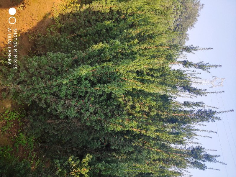 曼地亚红豆杉，南国红豆杉，乔木红豆杉，杯苗，定值苗规格齐