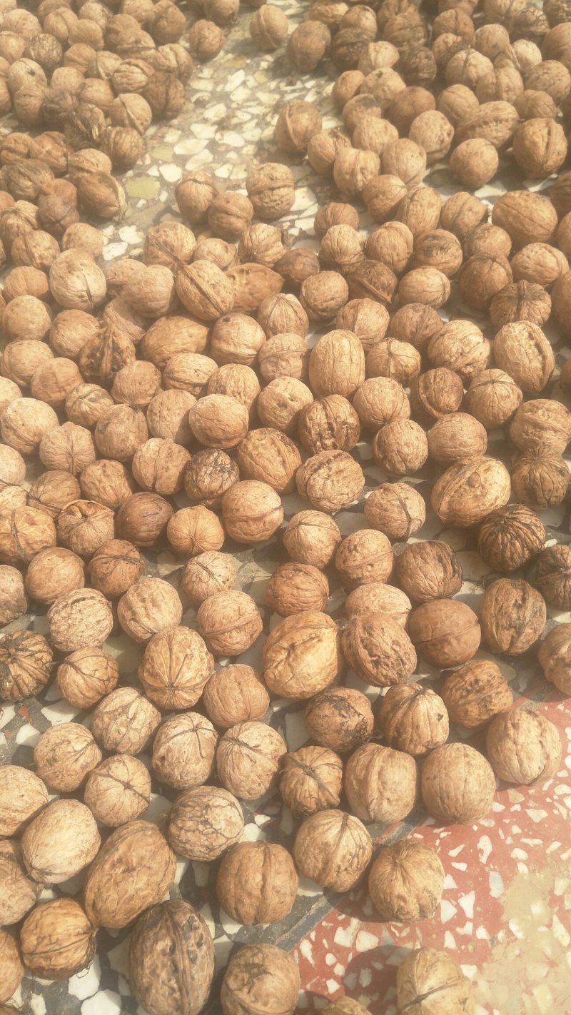 老品种核桃