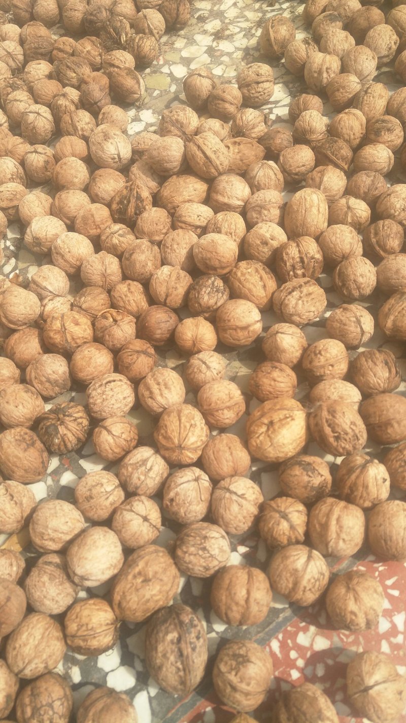 老品种核桃