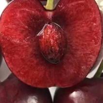 大规格矮化樱桃树，已经结果的樱桃树，樱桃树，包品种签合同