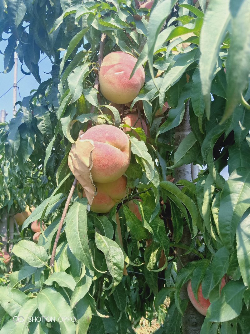 中华蜜桃