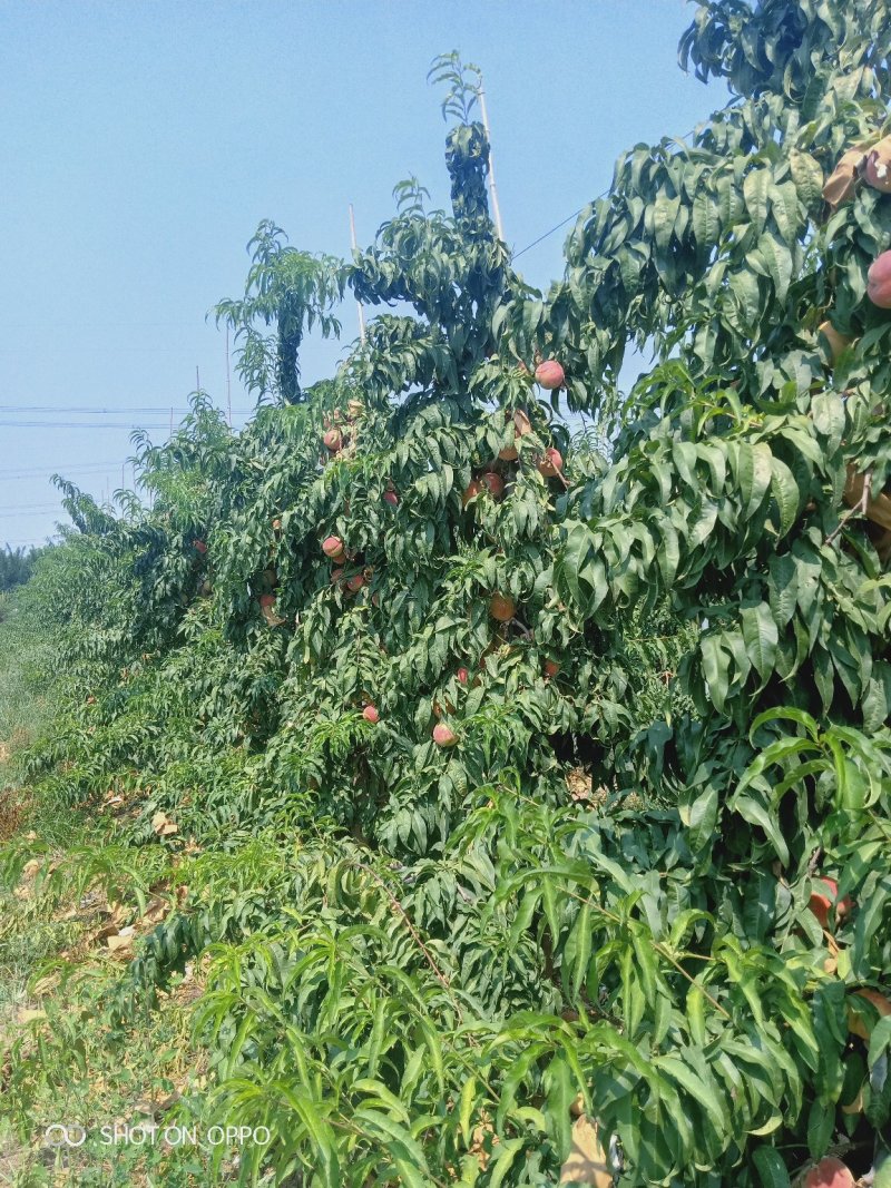 中华蜜桃