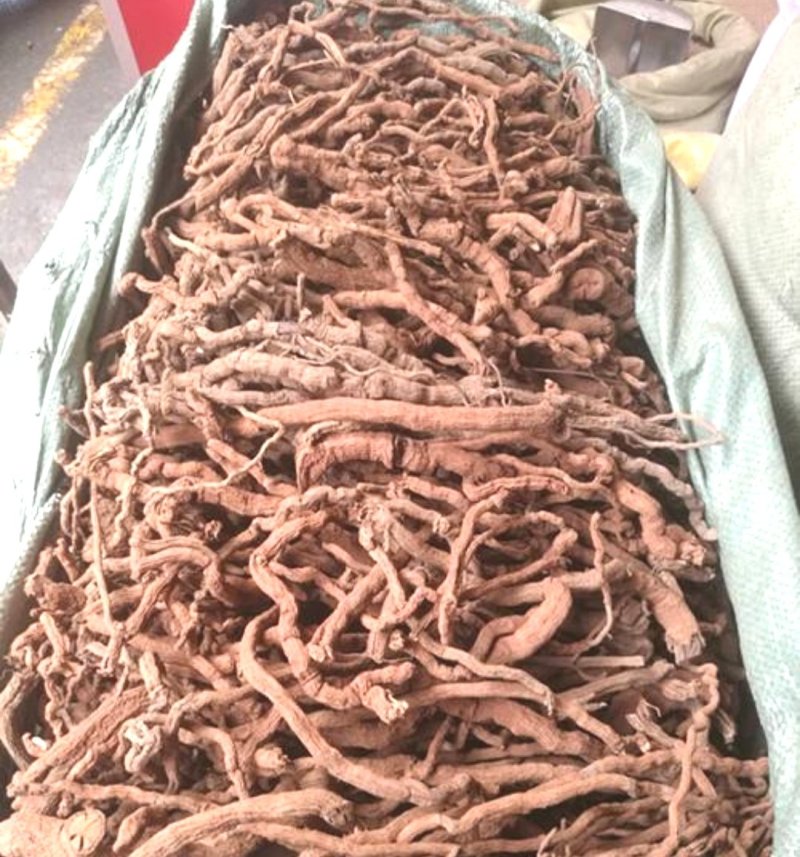 胡椒根，产地海南道地药材，质优价实，品质保证，药典标准