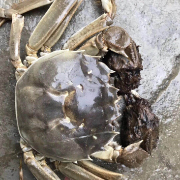 螃蟹类