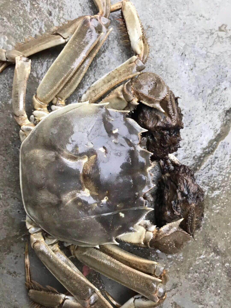 螃蟹类
