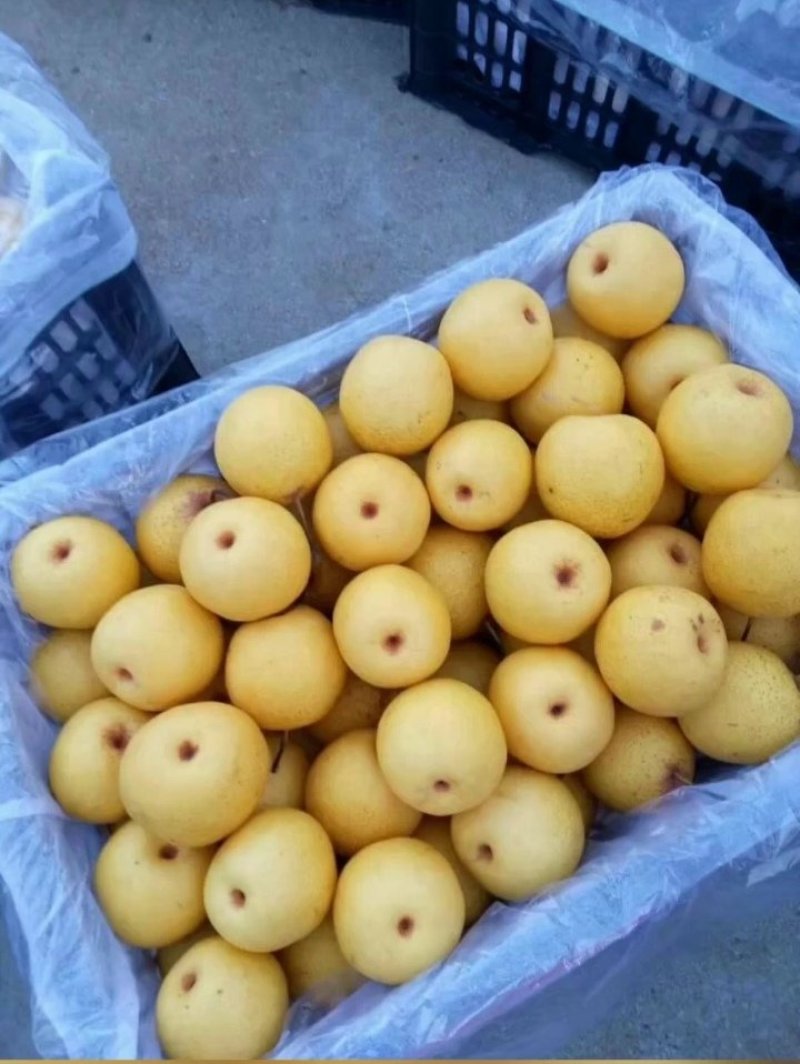 绥中白梨大量上市产地直销