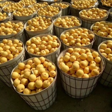 绥中白梨大量上市产地直销