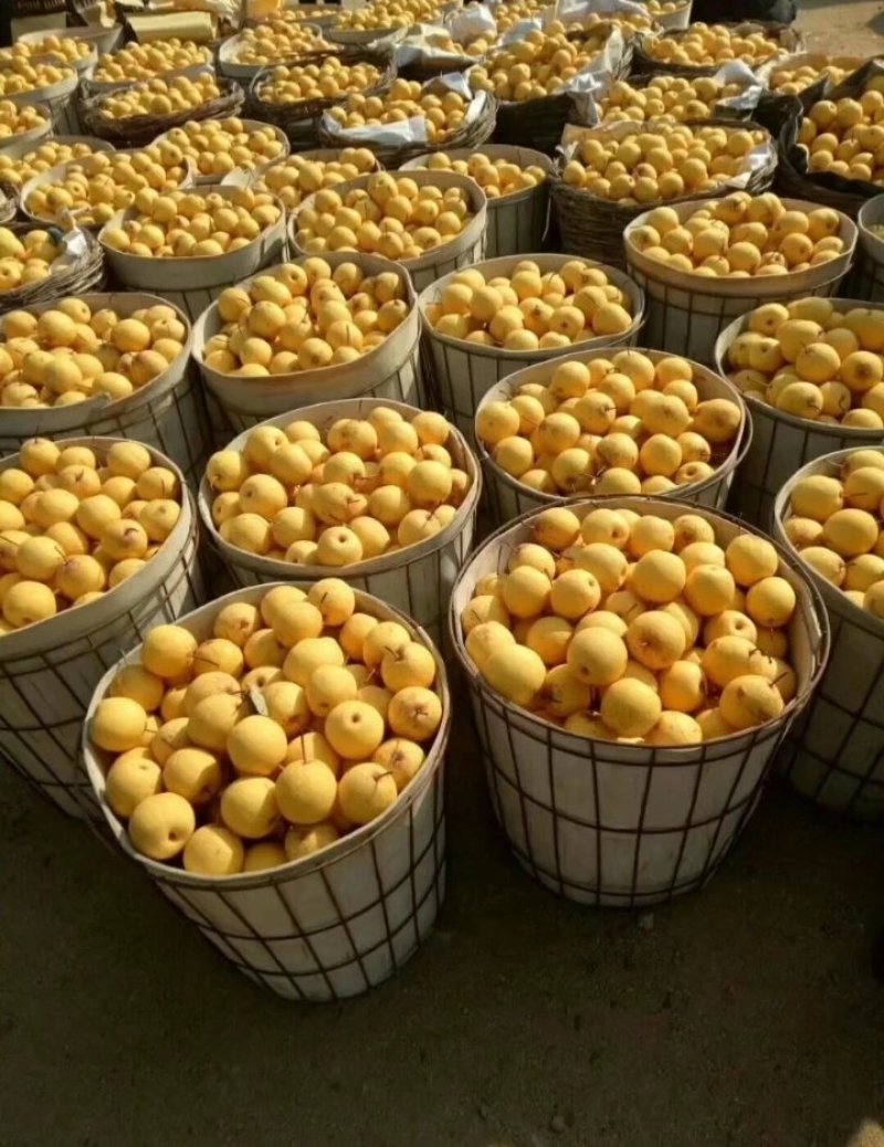 绥中白梨大量上市产地直销
