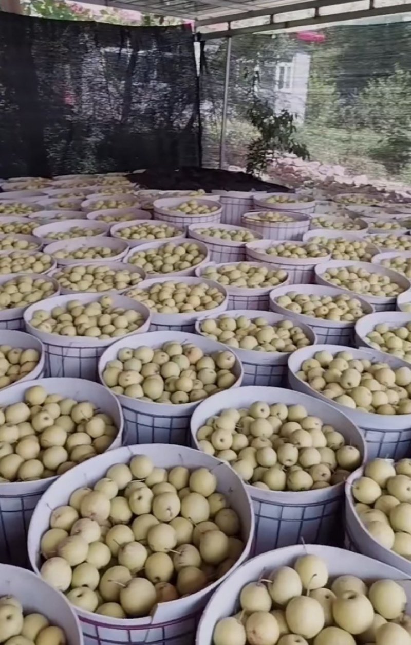 绥中白梨大量上市产地直销
