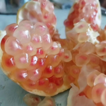 蒙自石榴