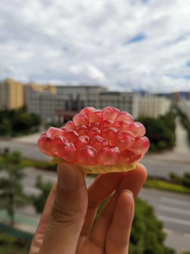 蒙自石榴