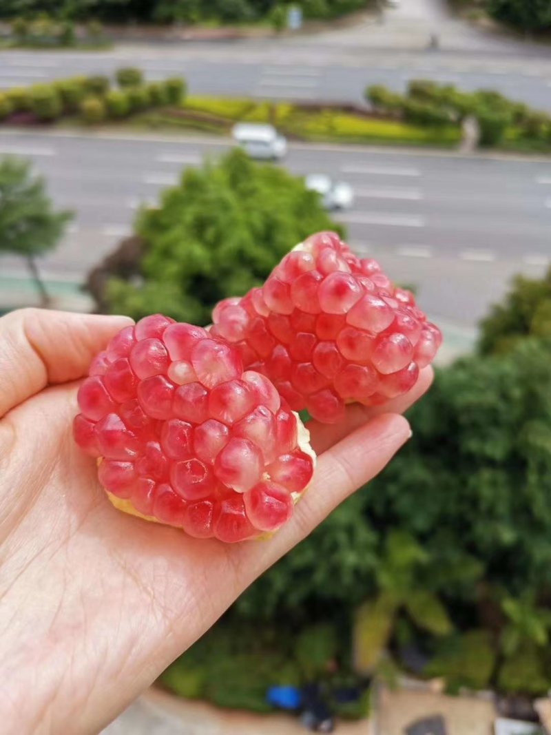 蒙自石榴