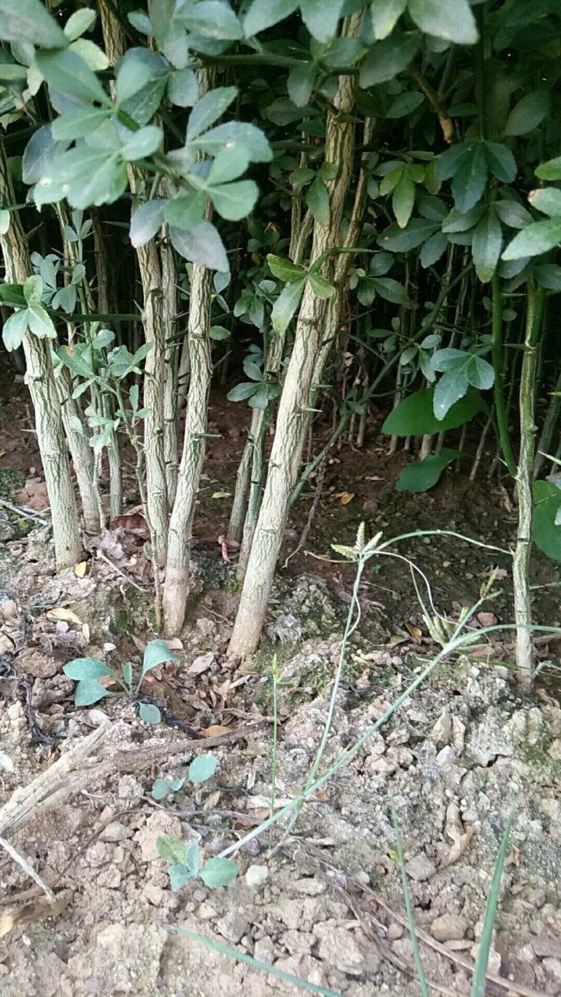 山东精品枸橘苗，当年苗，二年苗，三年苗，规格多样欢迎选购