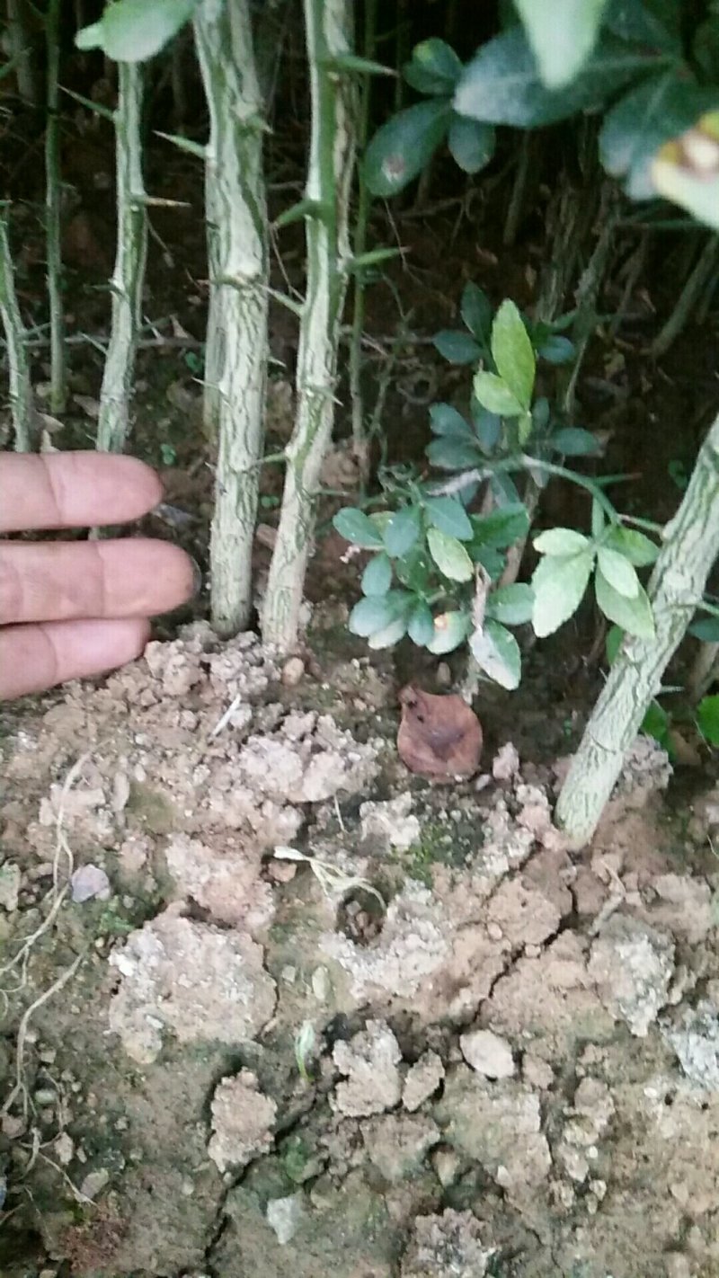 山东精品枸橘苗，当年苗，二年苗，三年苗，规格多样欢迎选购