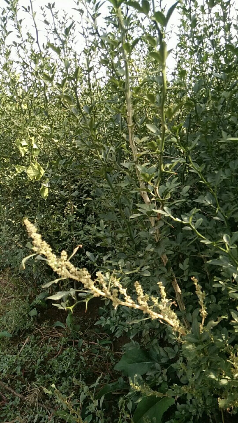 山东精品枸橘苗，当年苗，二年苗，三年苗，规格多样欢迎选购
