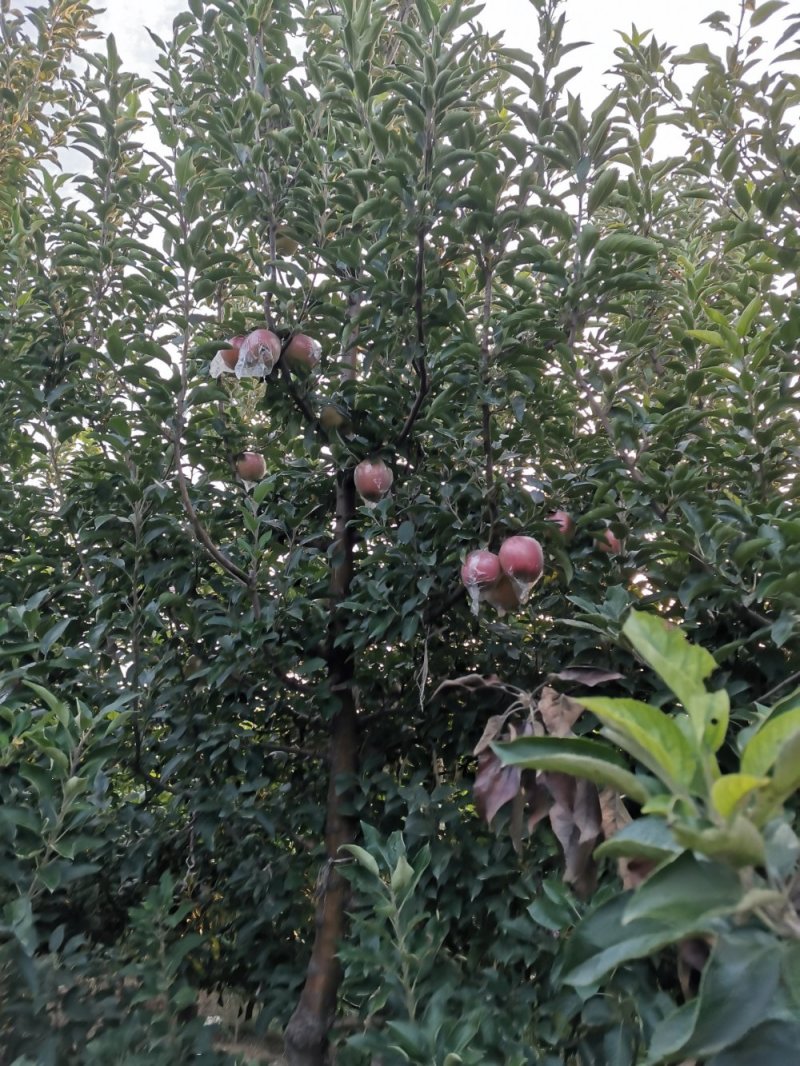 苹果