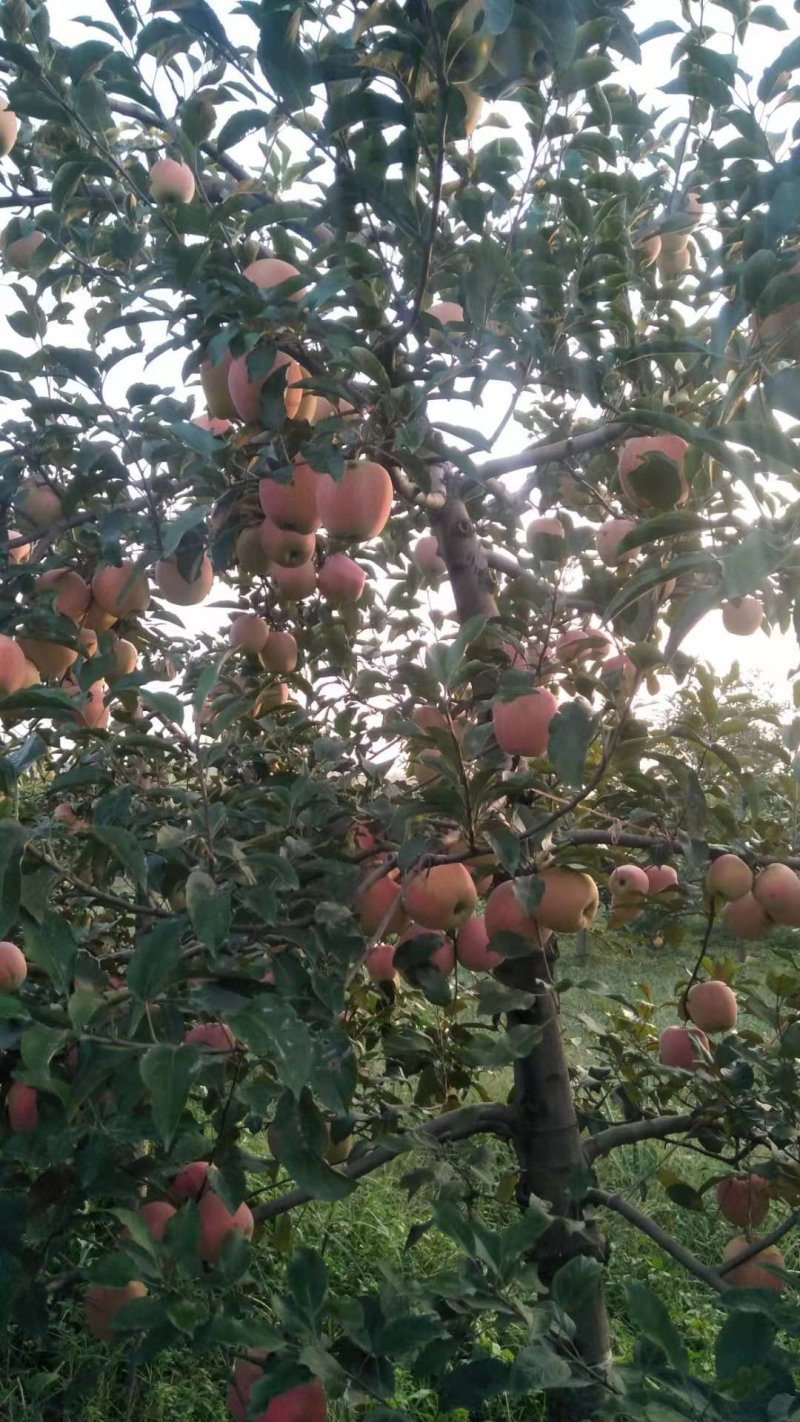 苹果