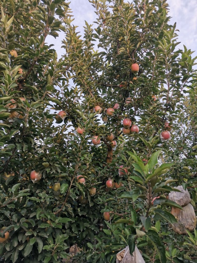苹果