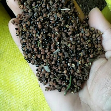 野花椒
