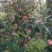 苹果
