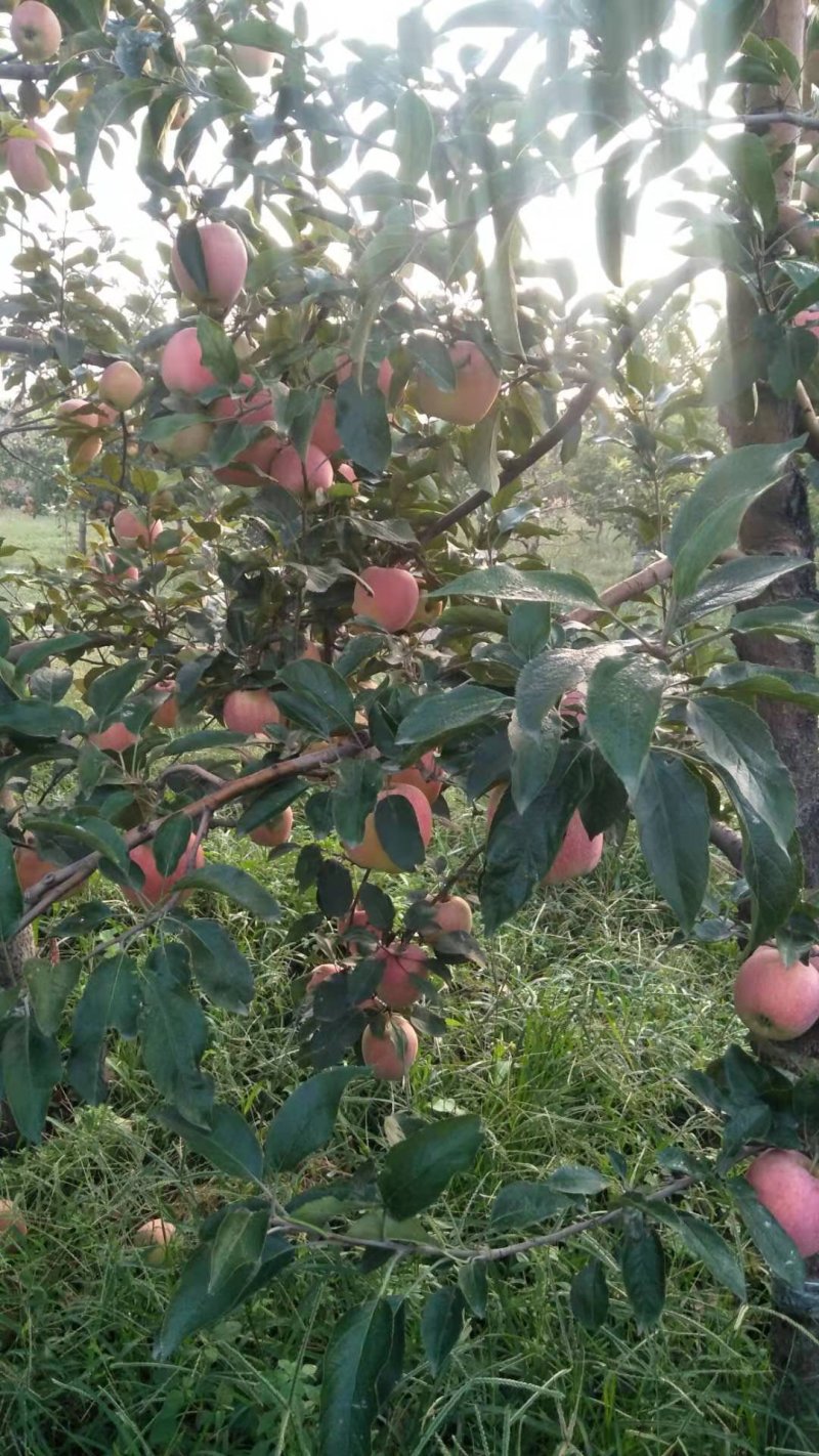 苹果
