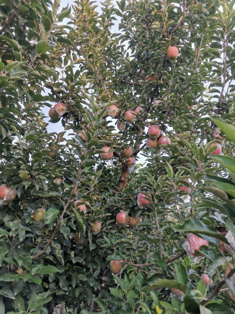 苹果
