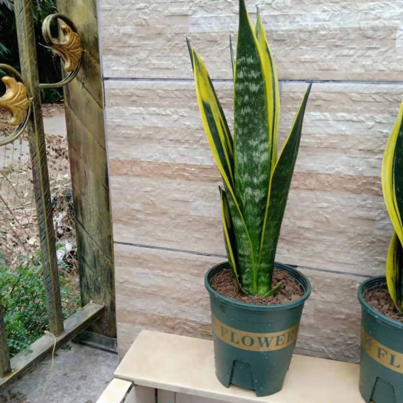 黄金兰虎皮兰