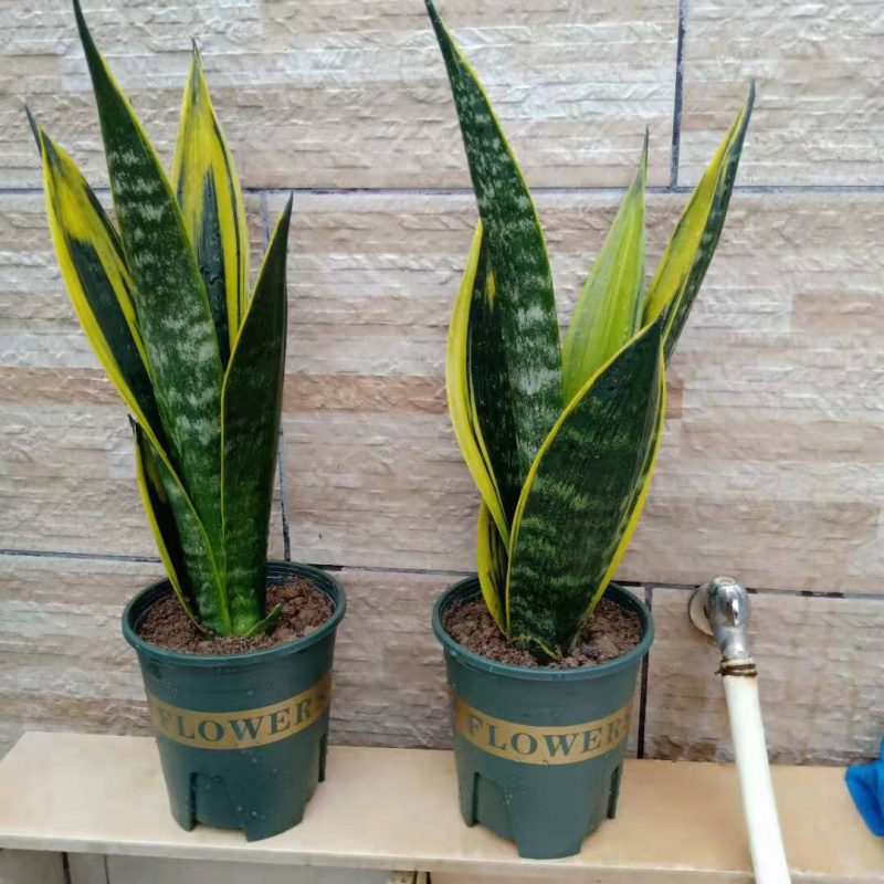 黄金兰虎皮兰
