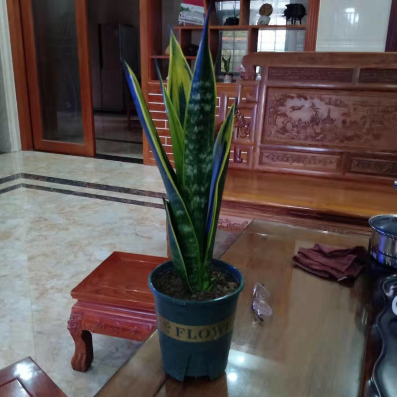 黄金兰虎皮兰