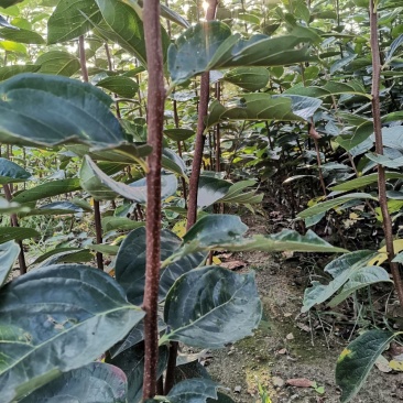 【包技术指导】山东柿子苗，规格品种齐全，现挖现发全国发货