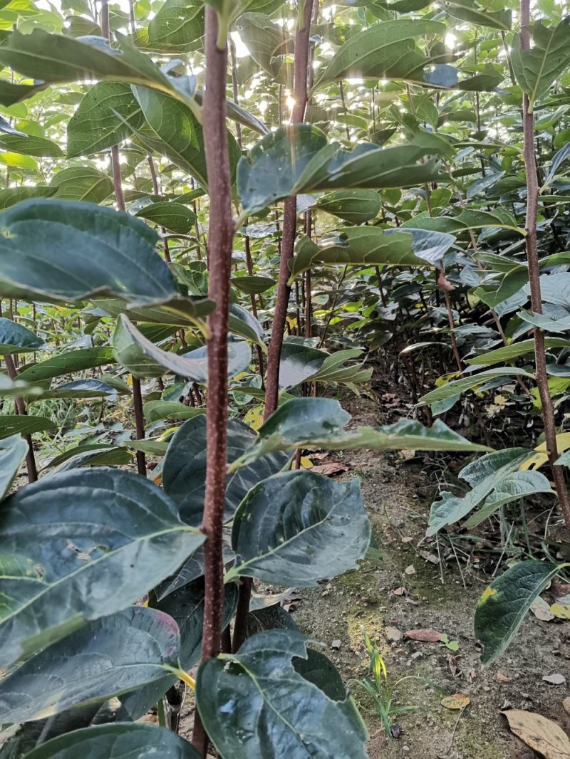 【包技术指导】山东柿子苗，规格品种齐全，现挖现发全国发货