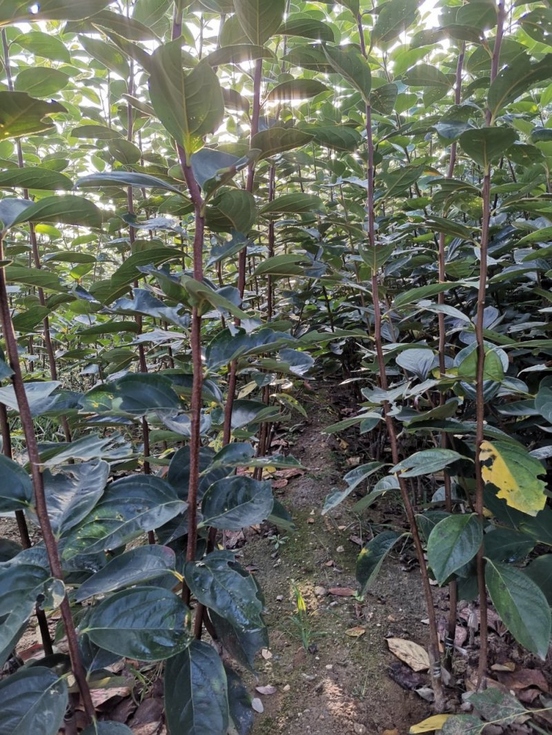 【包技术指导】山东柿子苗，规格品种齐全，现挖现发全国发货