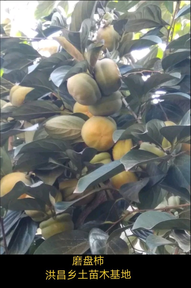 【包技术指导】山东柿子苗，规格品种齐全，现挖现发全国发货