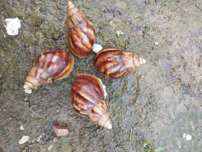 白玉蜗牛
